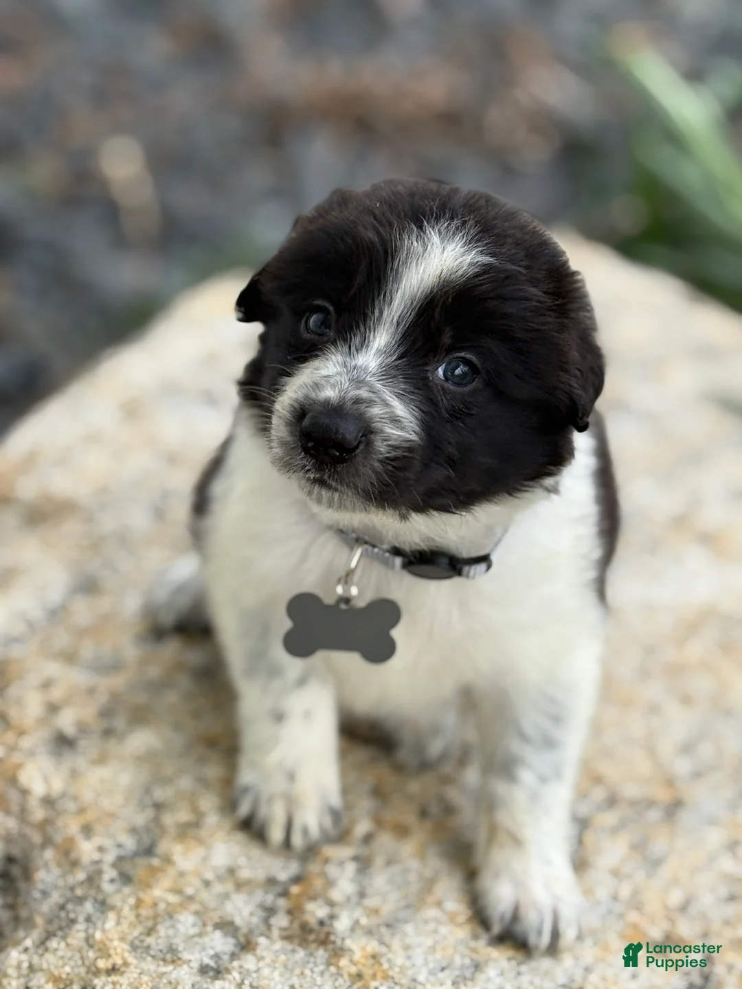 Border Collie dogs for sale: Grady - Ad 1