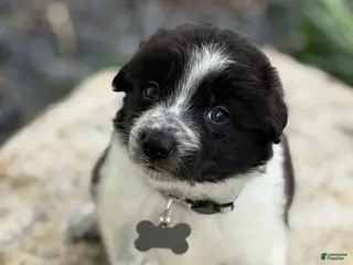 Border Collie dogs for sale: Grady - Ad 1
