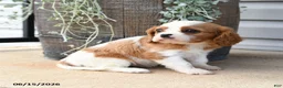 Cavalier King Charles Spaniel dogs for sale: Catherine - Ad 3