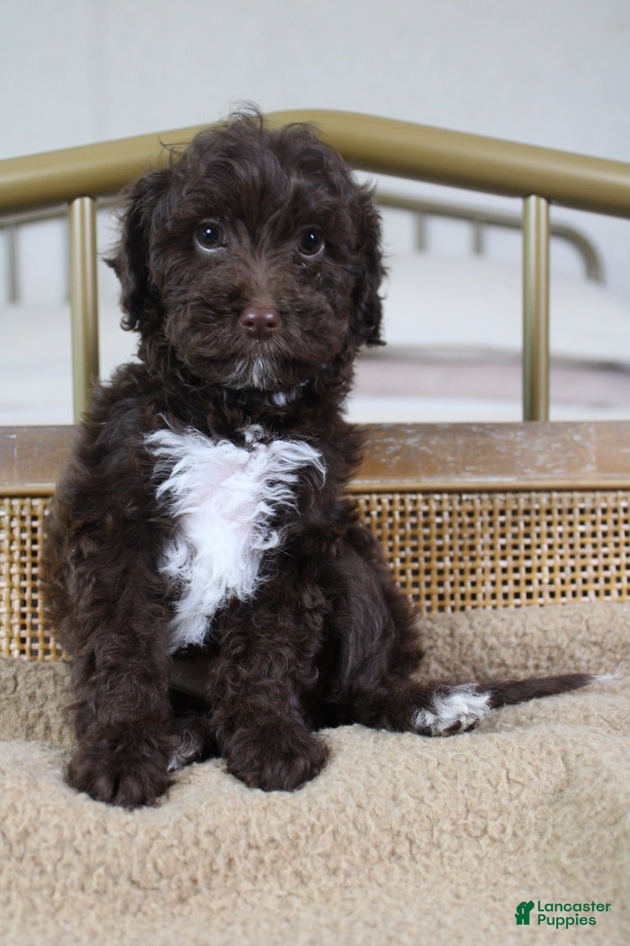 Goldendoodle dogs Rainbow  - Ad 2