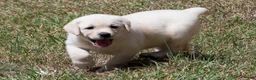 Labrador Retriever dogs for sale: Kenna - Ad 4