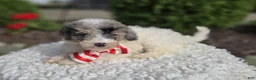 Mini Sheepadoodle dogs for sale: Jake - Ad 4