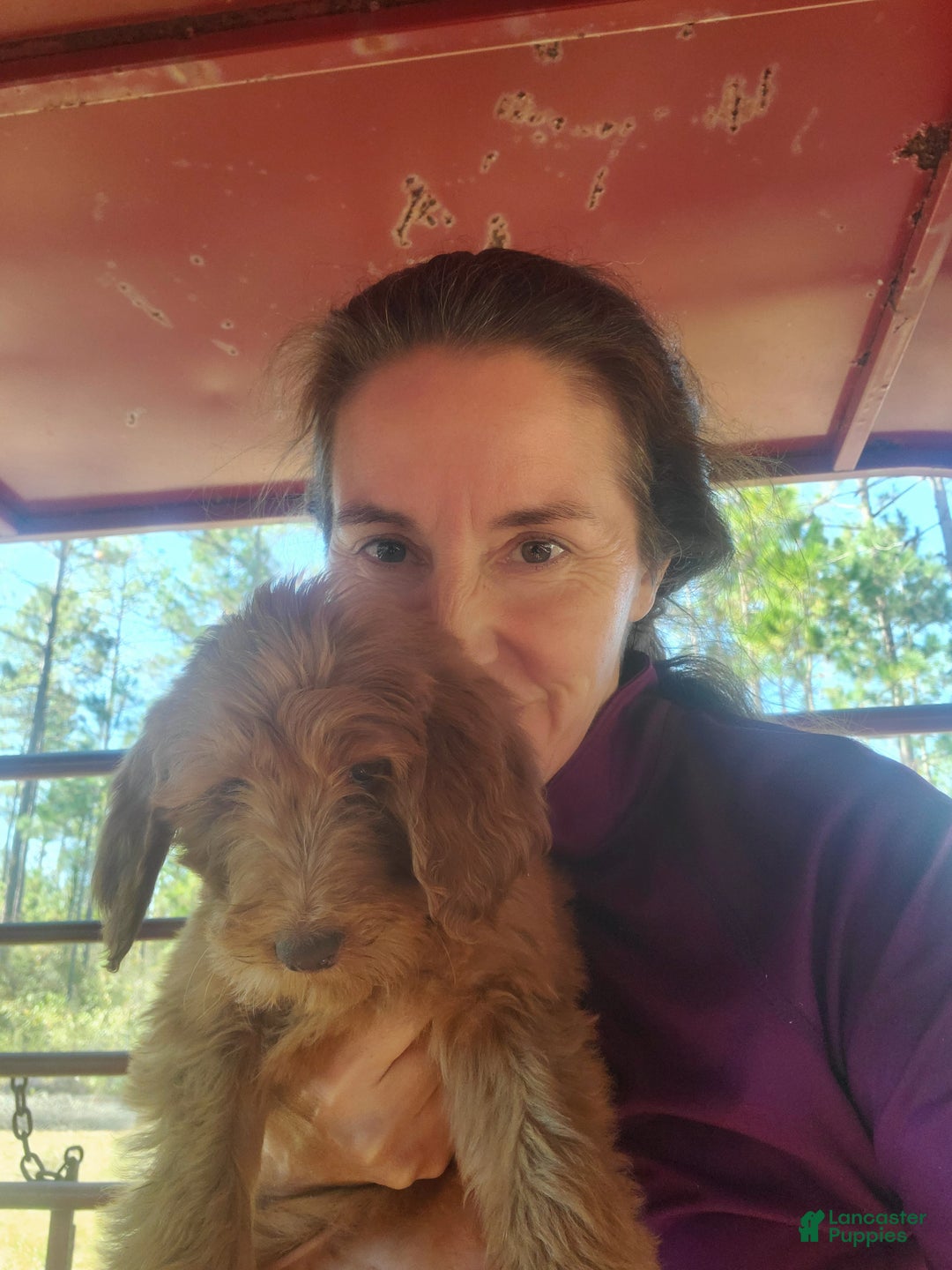 Goldendoodle dogs for sale: Bella - Ad 3