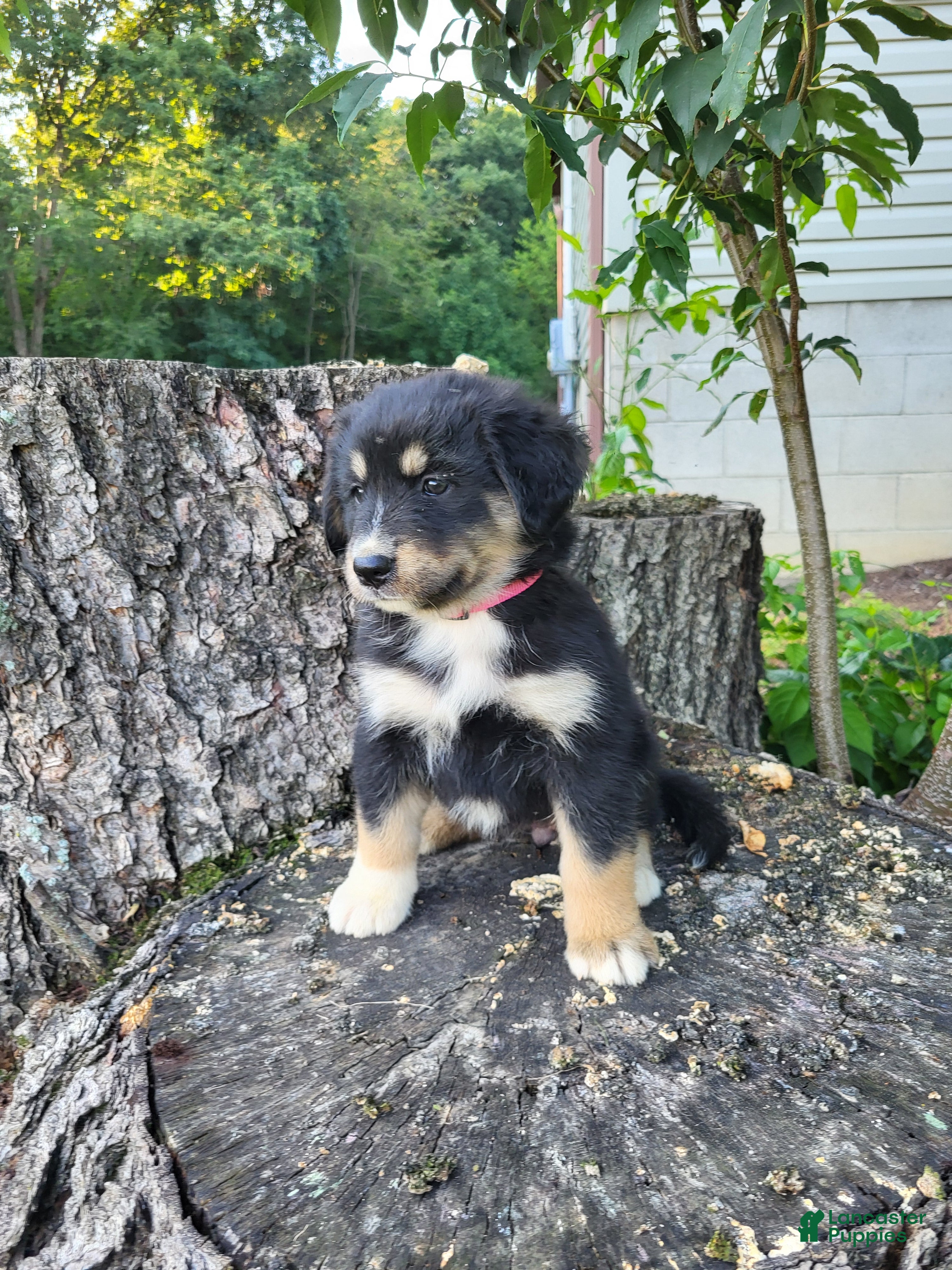 Mixed Breed dogs Sadie - Ad 1