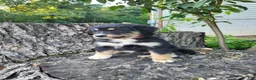 Mixed Breed dogs for sale: Sadie - Ad 1