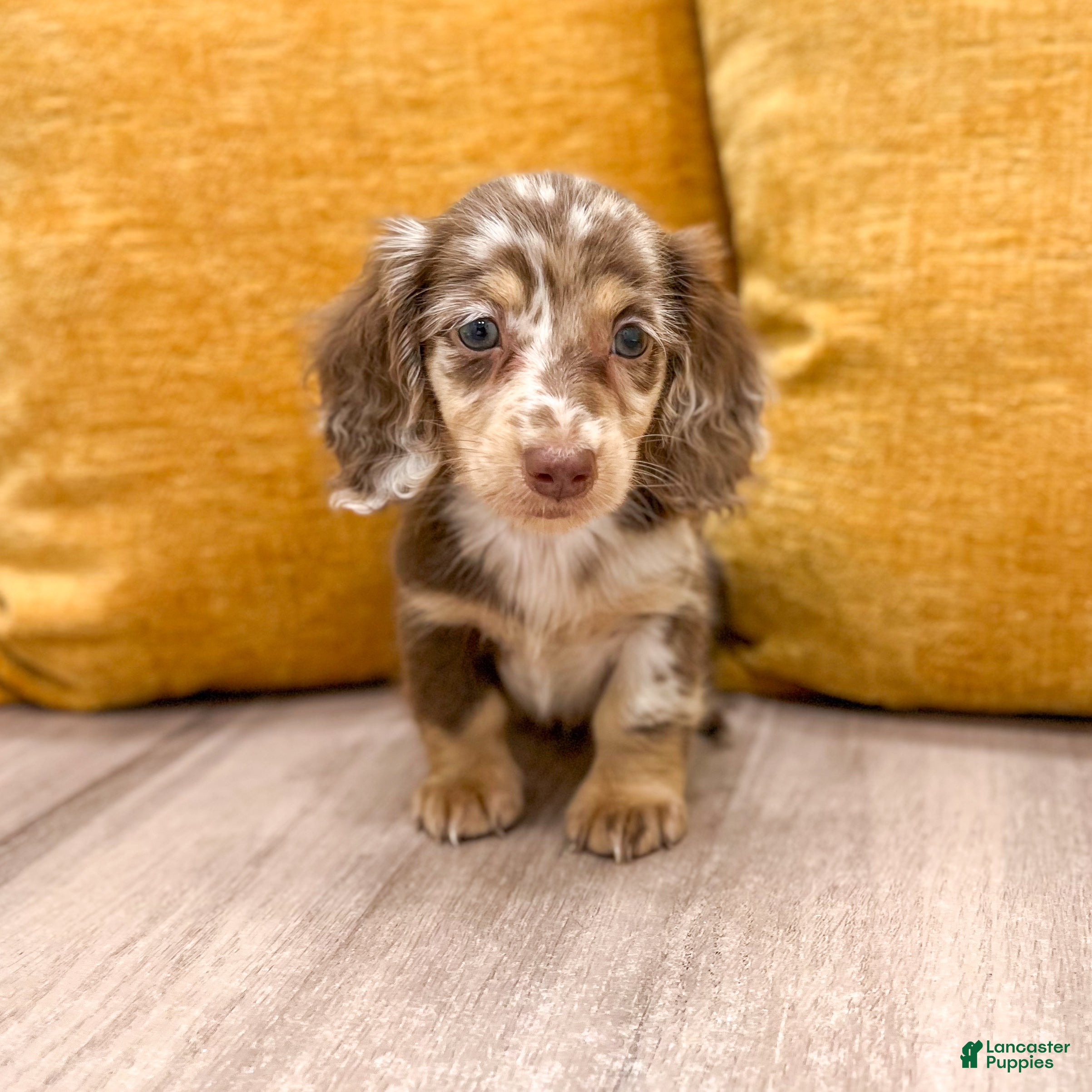 Miniature Dachshund dogs Snickers - Ad 1
