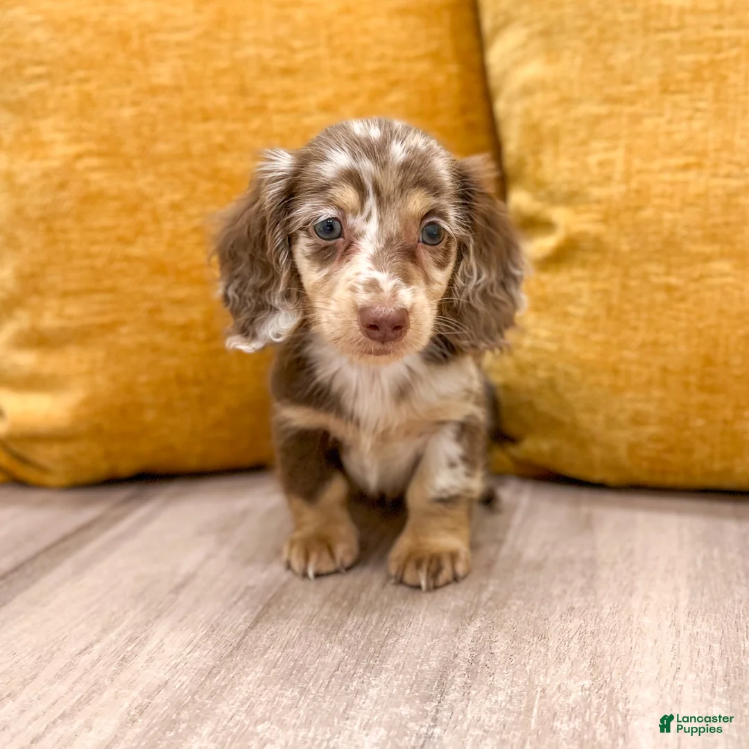 Miniature Dachshund dogs for sale: Snickers - Ad 1