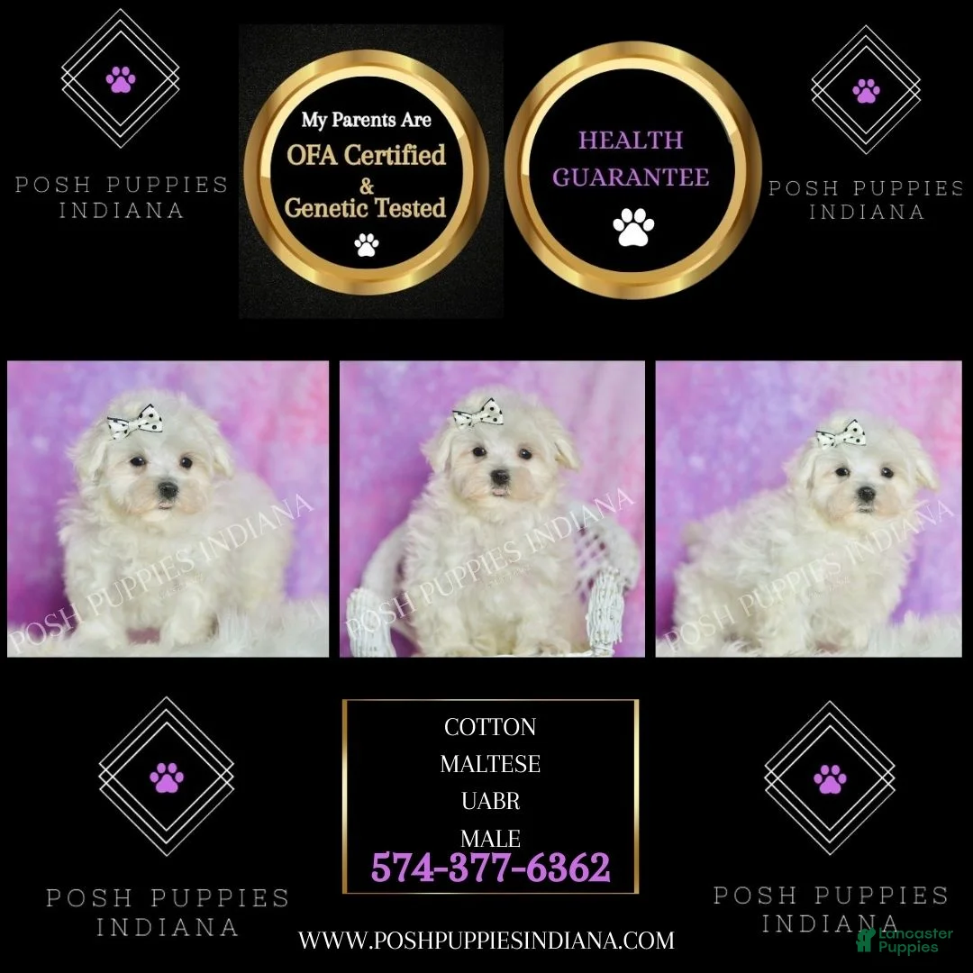 Maltese dogs for sale: Cotton UABR - Ad 6