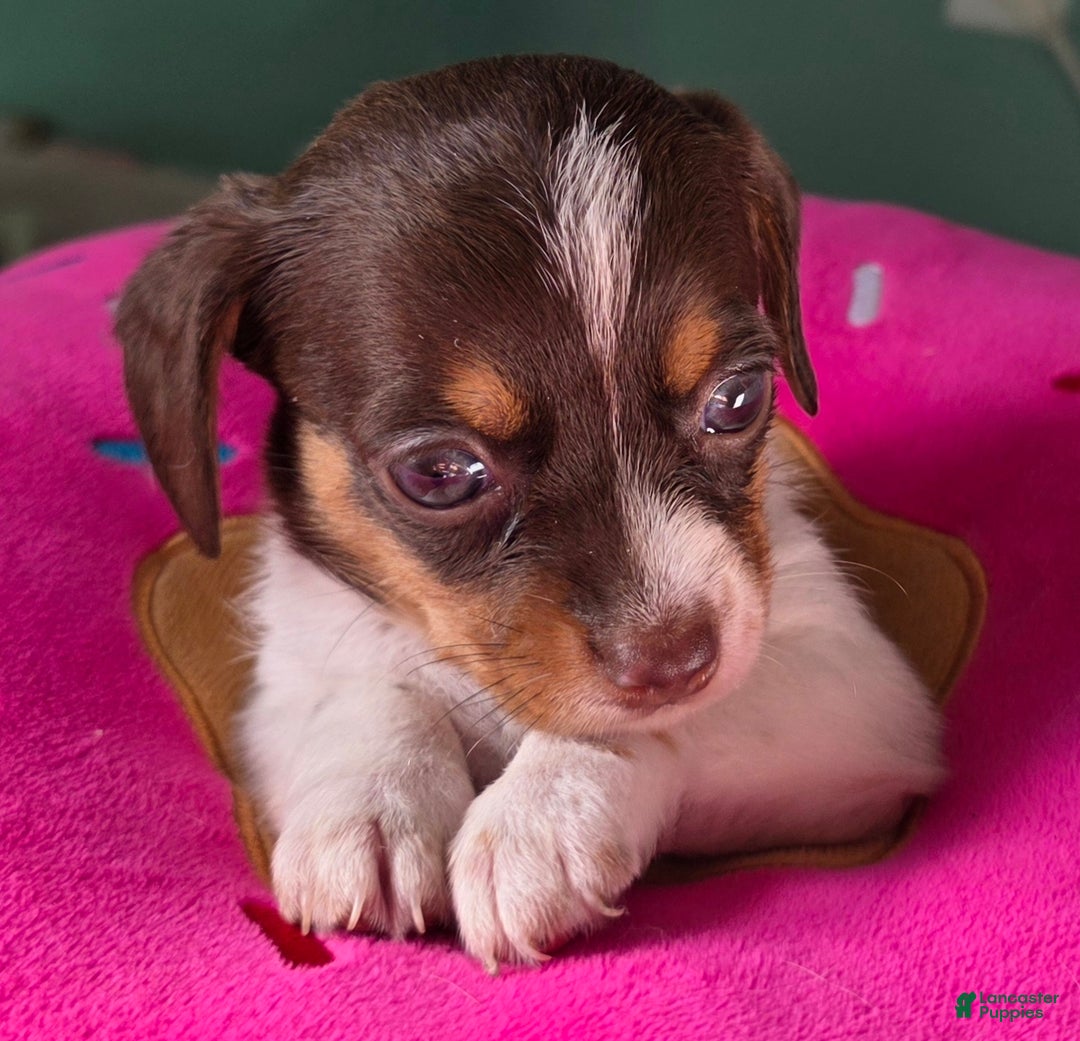 Mixed Breed dogs for sale: Honey - Ad 5