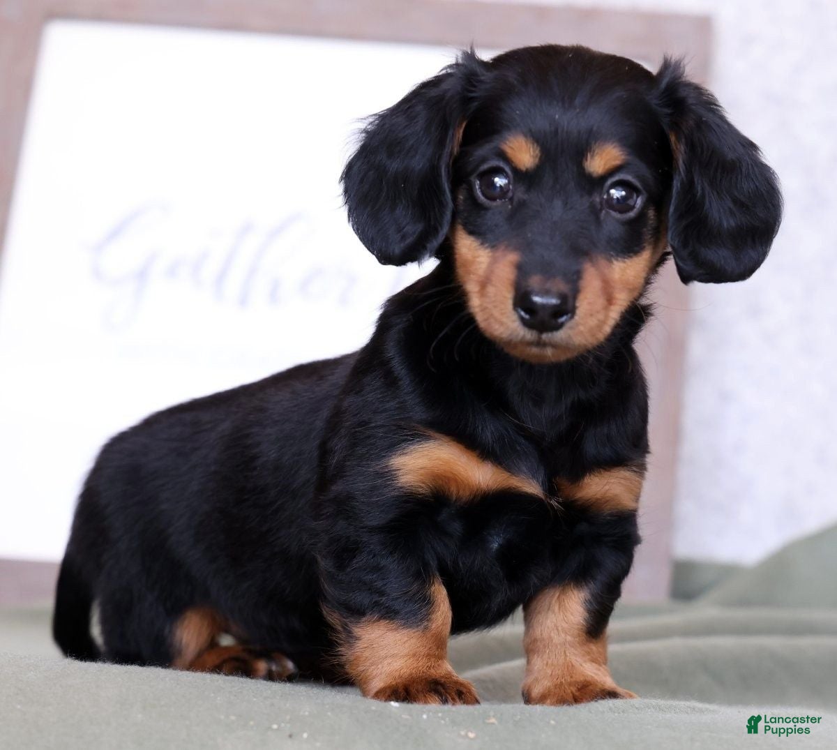 Miniature Dachshund dogs Willow - Ad 1
