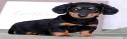 Miniature Dachshund dogs for sale: Willow - Ad 3