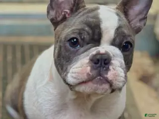 Frenchton dogs Pei Lei - Ad 8