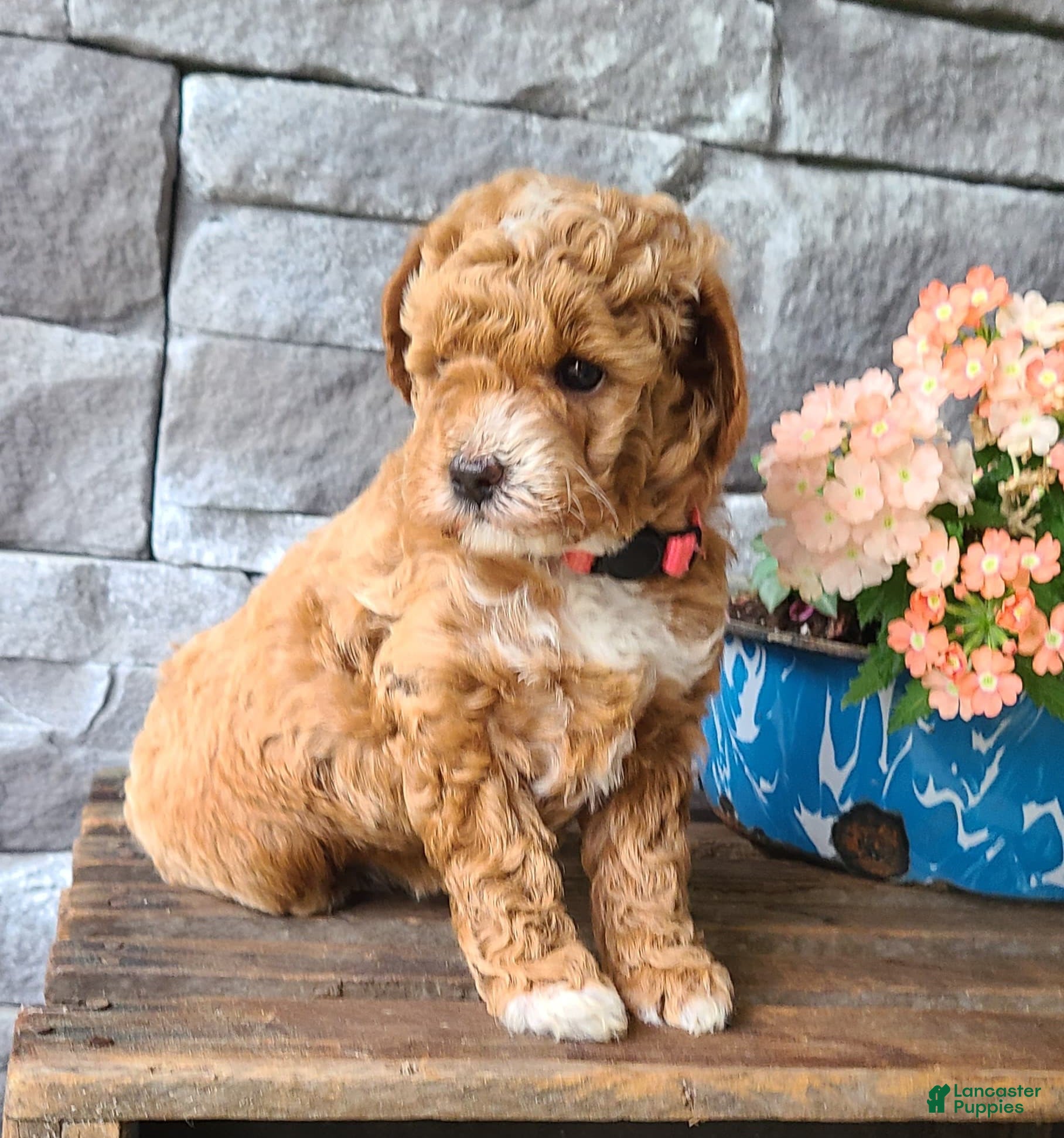 Cockapoo dogs Lacy - Ad 1