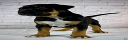 American Bully dogs for sale: XL American Bully Puppy Male - Ad 2