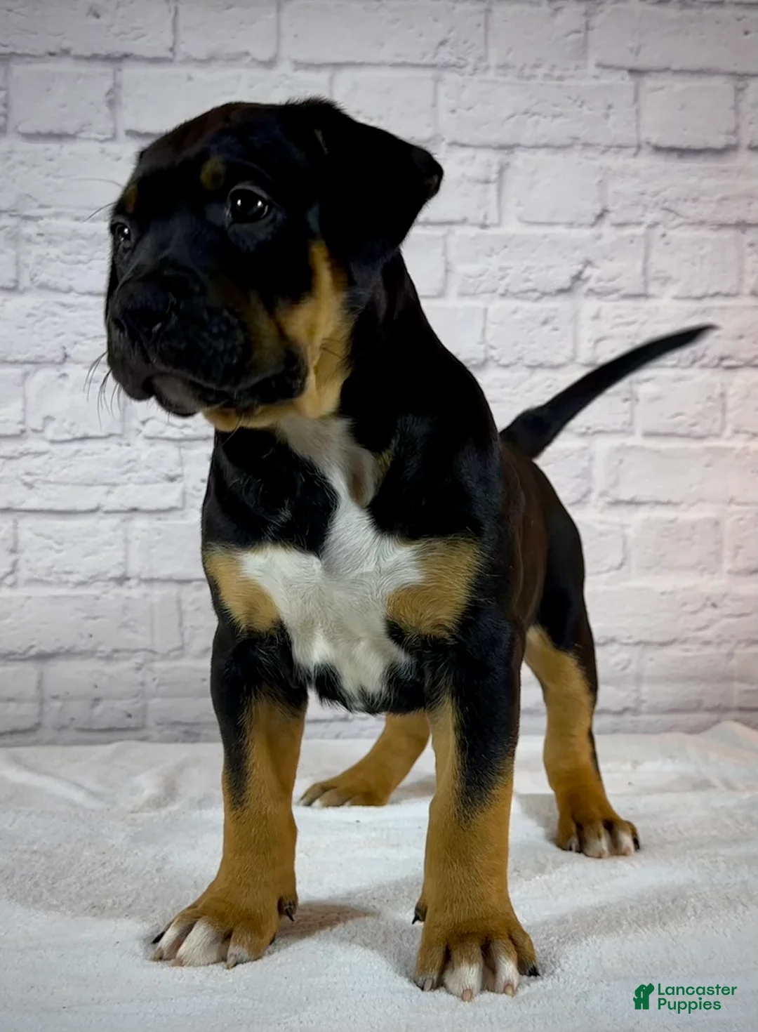 American Bully dogs for sale: XL American Bully Puppy Male - Ad 2