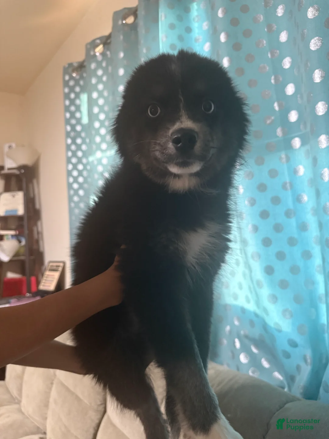Pomsky dogs for sale: Oreo - Ad 1