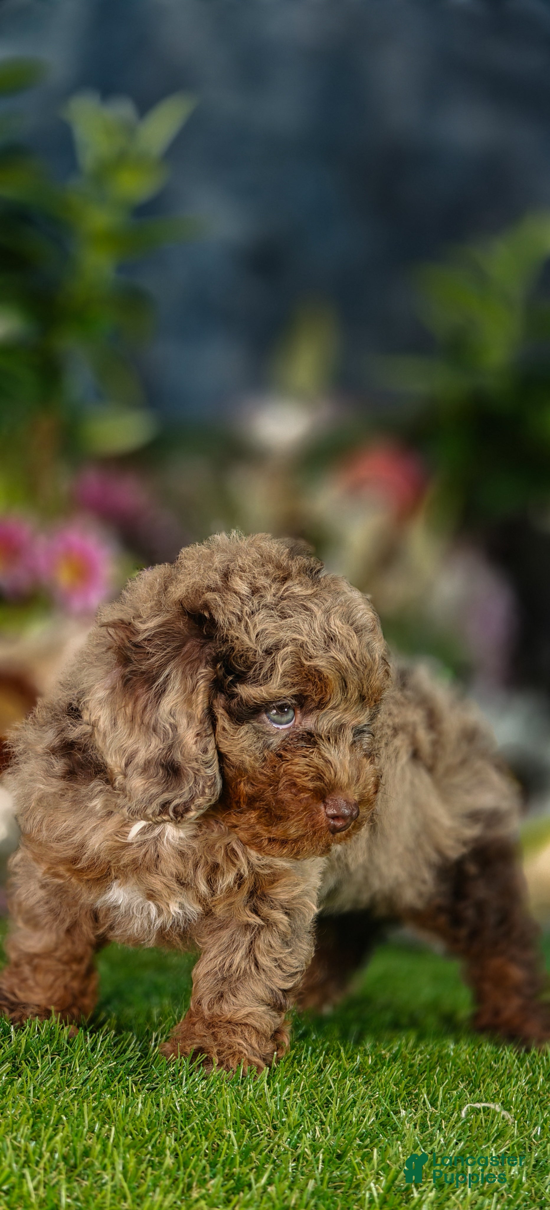 Cavapoo dogs Hunter (Micro Cavapoo) - Ad 1