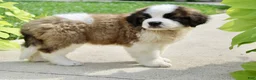 Saint Bernard dogs for sale: Hannah - Ad 5