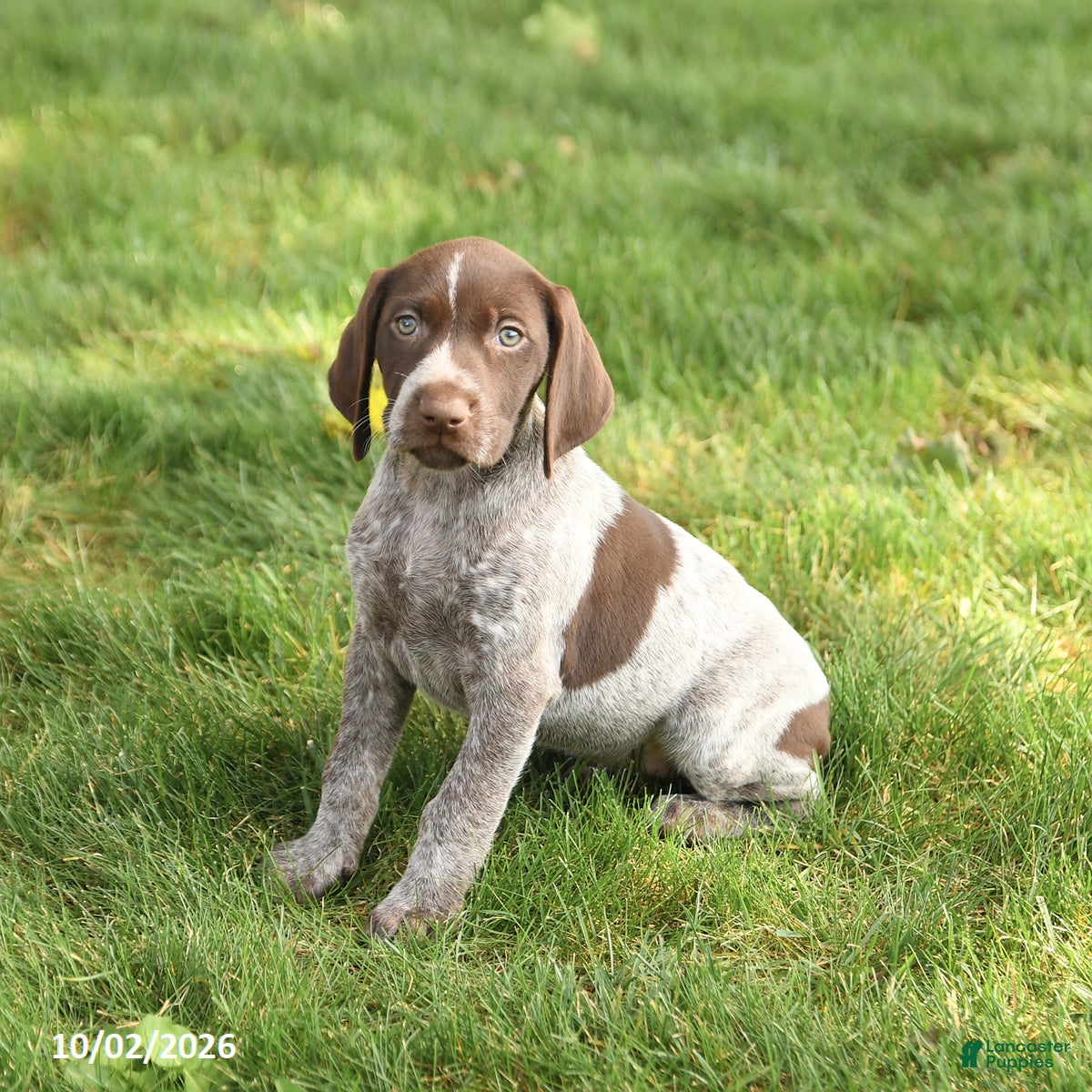 German Shorthaired Pointer dogs Sidney - Ad 1