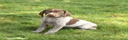 German Shorthaired Pointer dogs for sale: Sidney - Ad 1