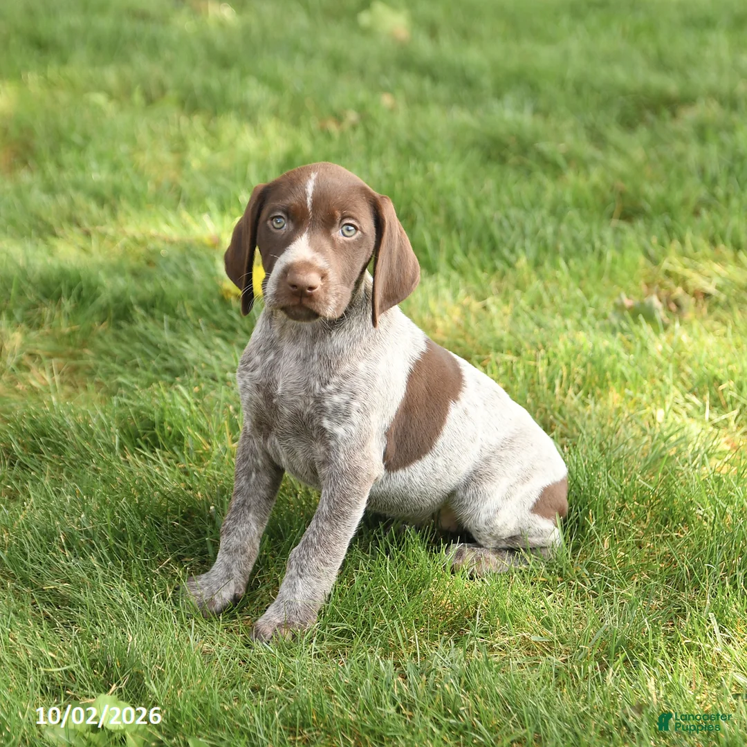 German Shorthaired Pointer dogs for sale: Sidney - Ad 1