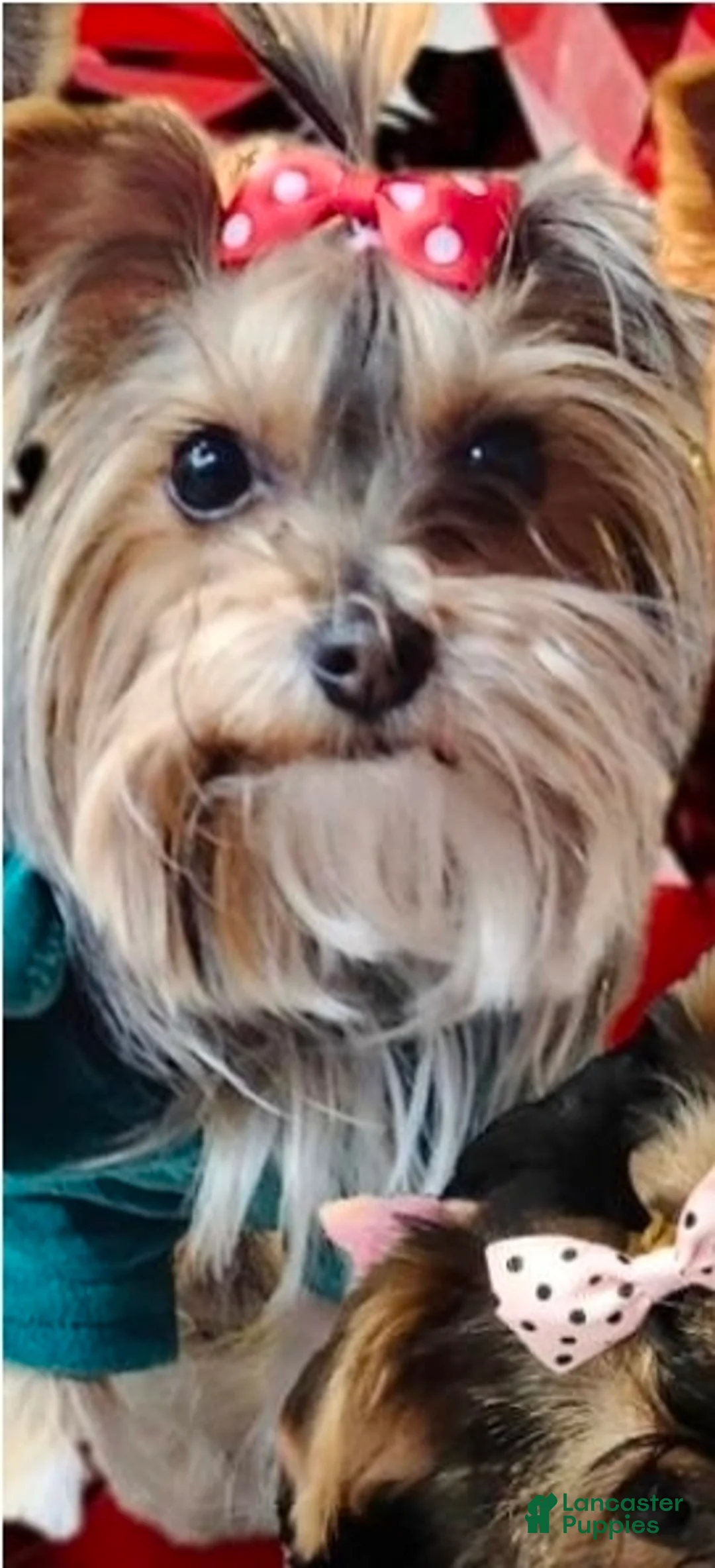 Yorkshire Terrier dogs for sale: Yorkshire Terrier 1 female trained - Ad 2