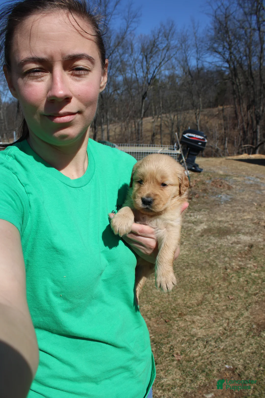 Golden Retriever dogs for sale: Teaspoon - Ad 1