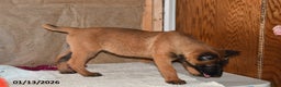 Belgian Malinois dogs for sale: Rex - Ad 4