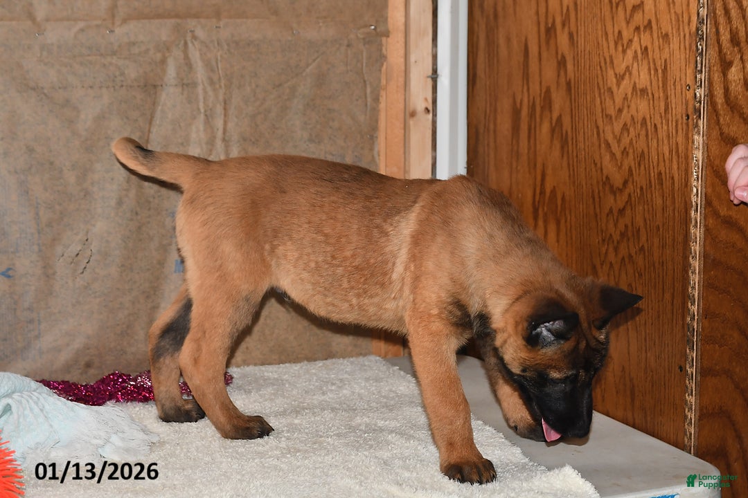 Belgian Malinois dogs for sale: Rex - Ad 4