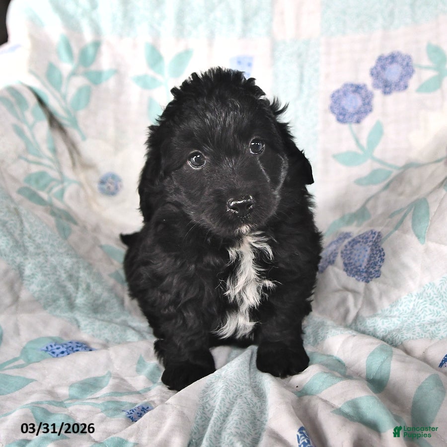 Mini Aussiedoodle dogs Nicky - Ad 1