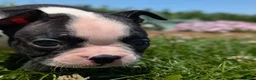 Boston Terrier dogs for sale: Hershey - Ad 8
