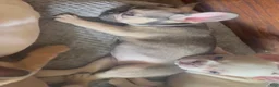 French Bulldog dogs for sale: ASHANTI - CHAMELEON BEAUTY IN CALI, USA DELIVERY & FINANCING! - Ad 2