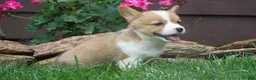 Welsh Corgi Pembroke dogs for sale: Olive  - Ad 3