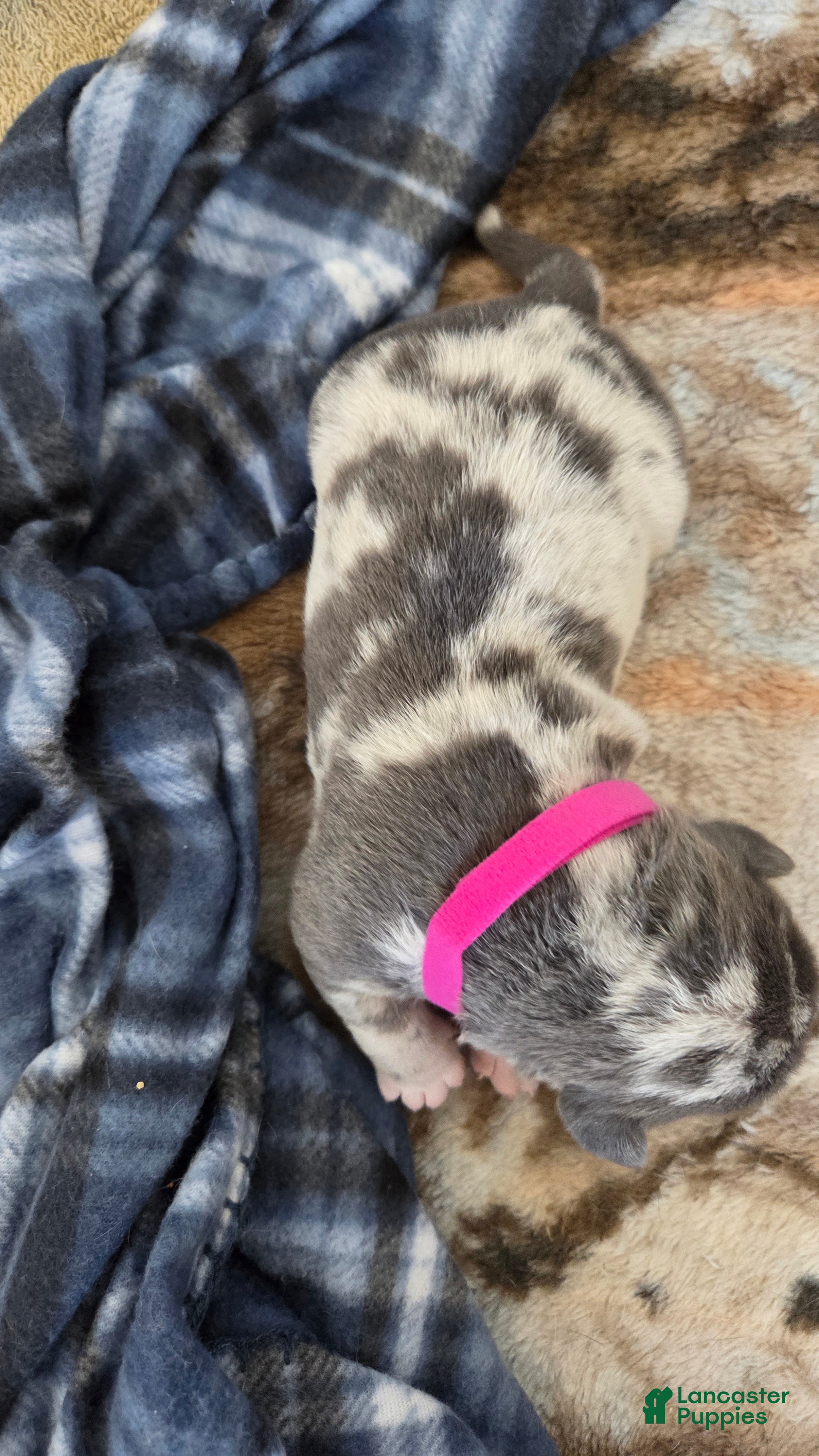 American Bulldog dogs Blue Merle Female (Magenta) - Ad 2
