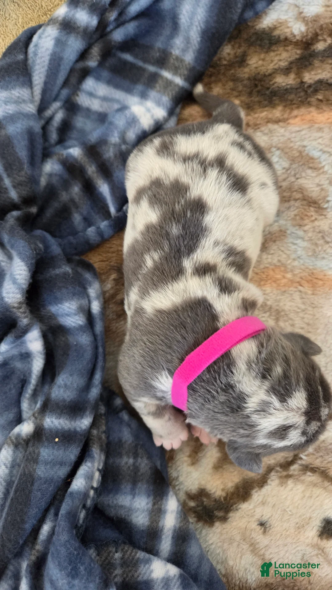 American Bulldog dogs for sale: Blue Merle Female (Magenta) - Ad 1