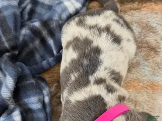 American Bulldog dogs Blue Merle Female (Magenta) - Ad 2