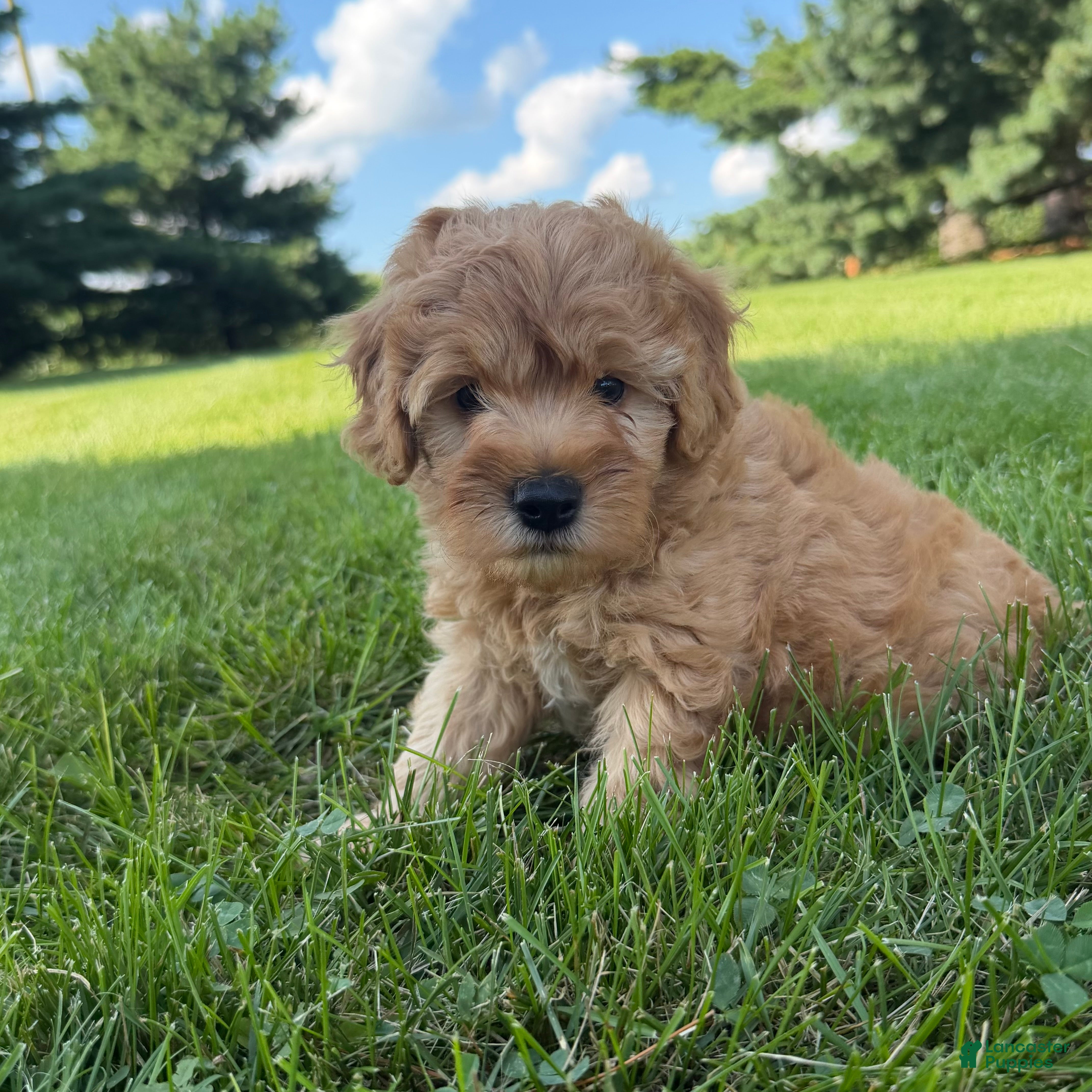 Mini Goldendoodle dogs Jazz Mini Goldendoodle  - Ad 2