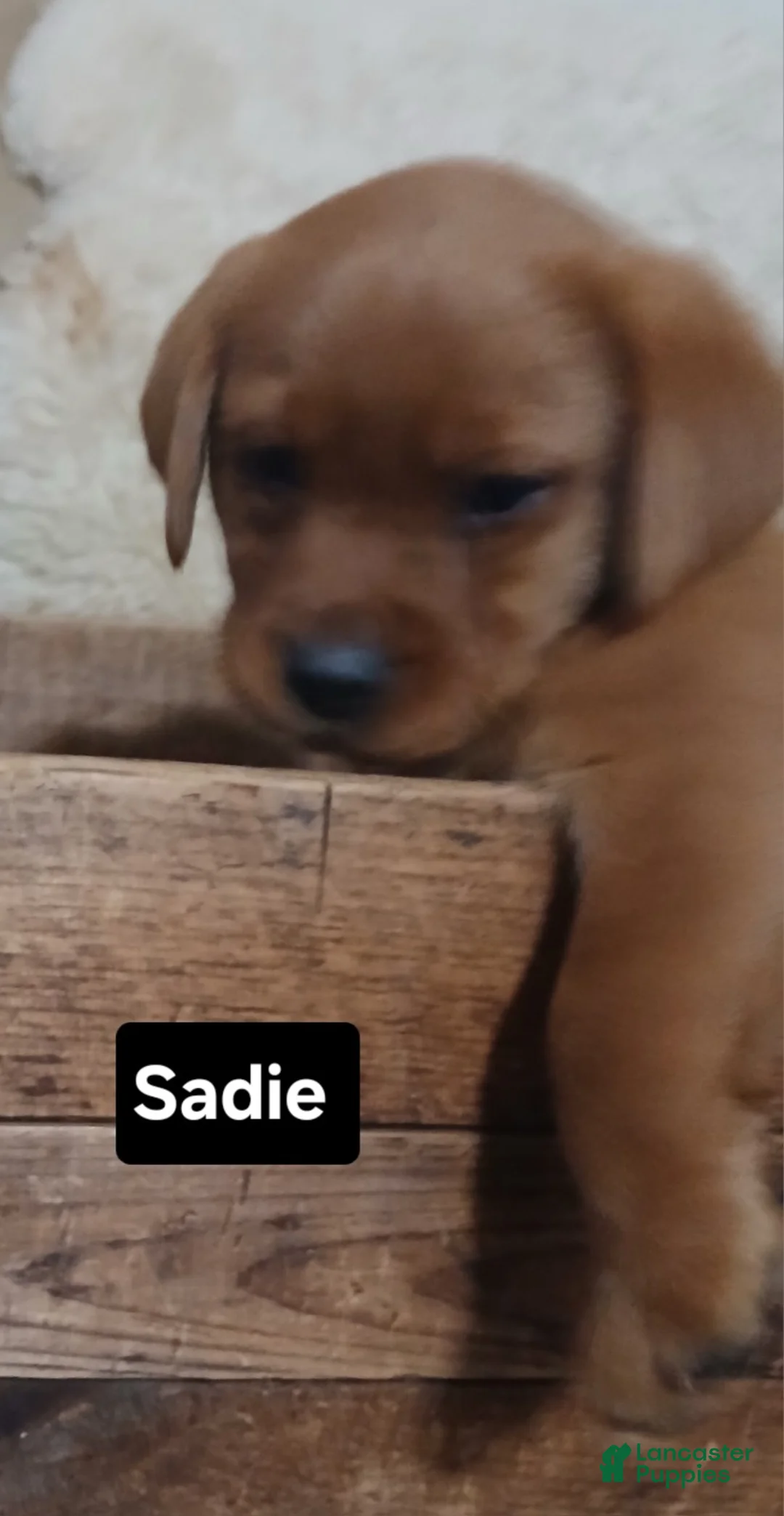 Labrador Retriever dogs for sale: Sadie - Ad 2
