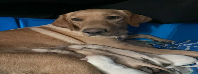 Toula