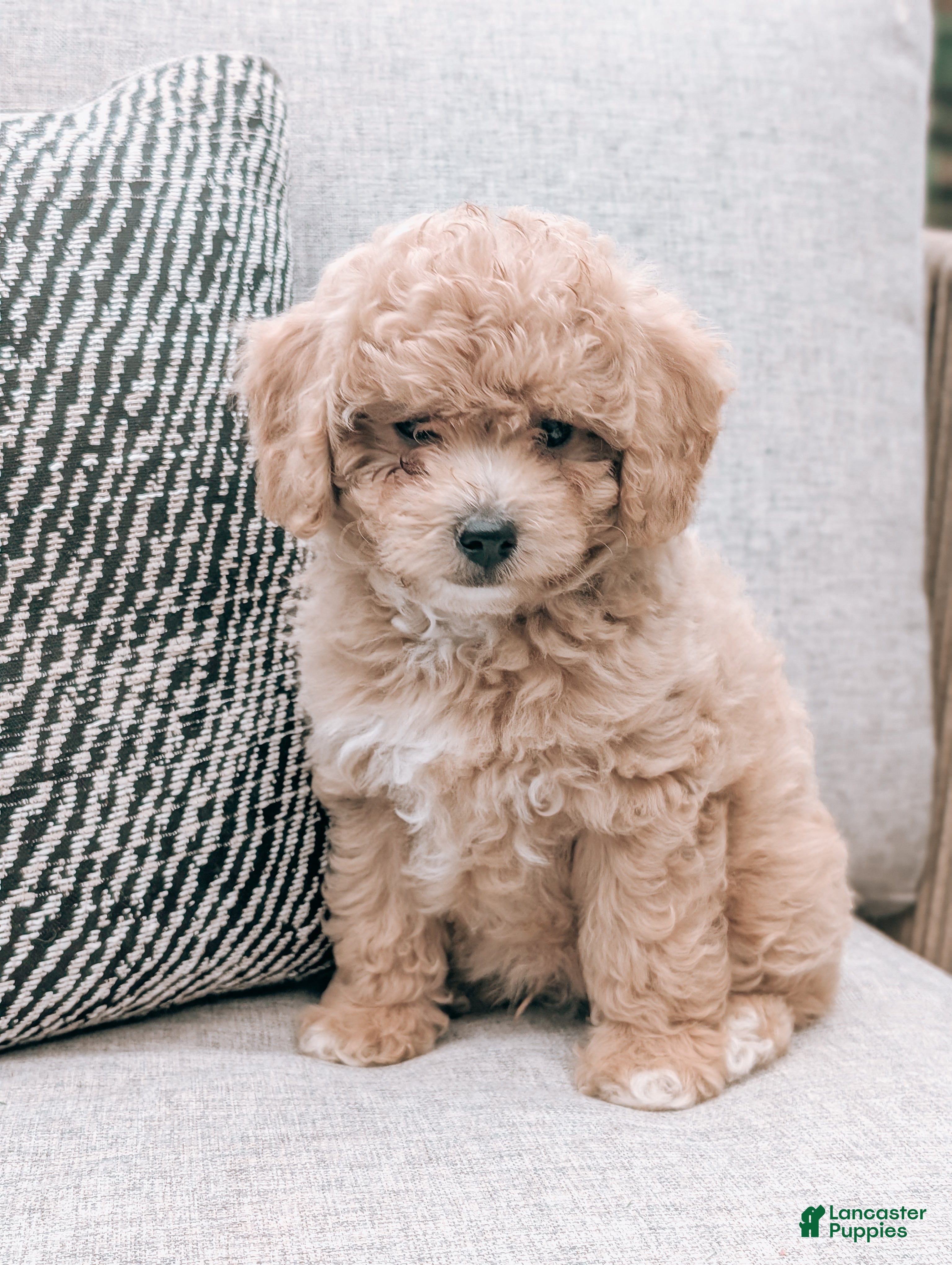 Bichpoo dogs Theo - Ad 1