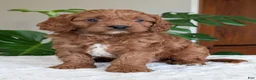 Cavapoo dogs for sale: Jake - Ad 26