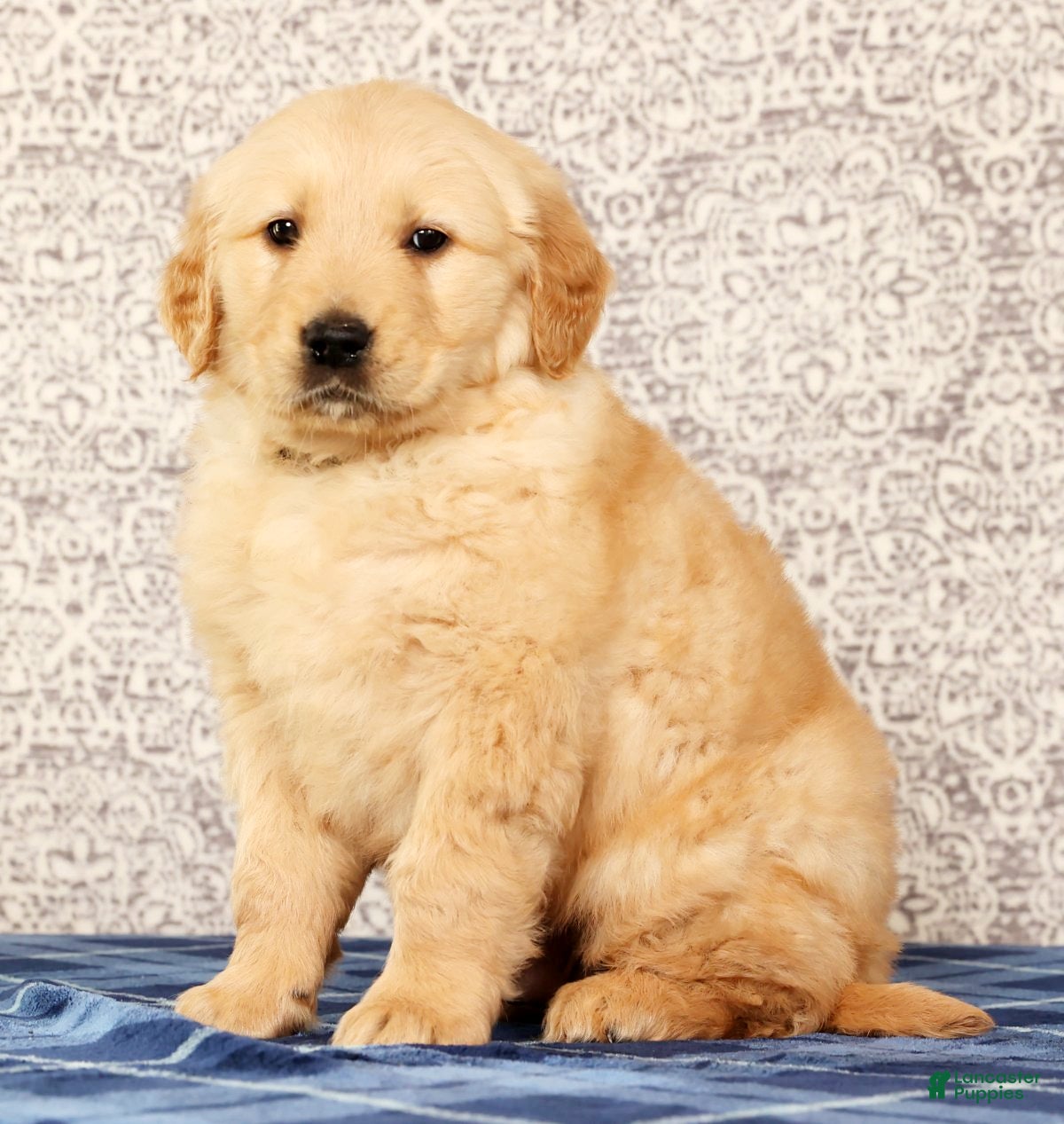 Golden Retriever dogs Banjo - Ad 31