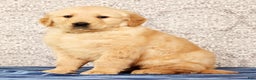 Golden Retriever dogs for sale: Banjo - Ad 1