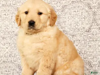 Golden Retriever dogs Banjo - Ad 3