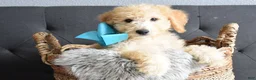 Goldendoodle dogs for sale: Goldendoodle Puppy 6 - Ad 6