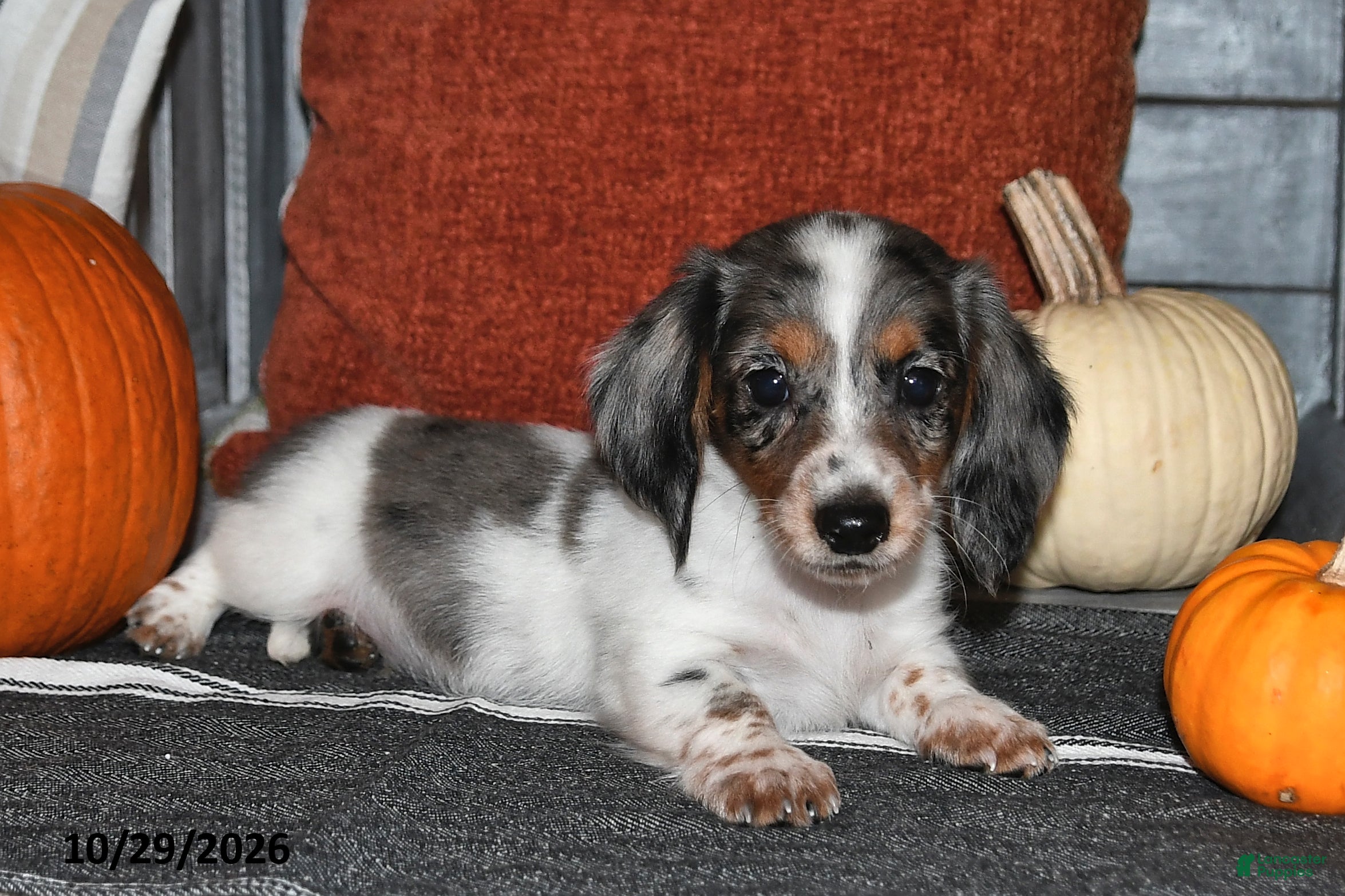 Miniature Dachshund dogs for sale: Walker - Ad 2