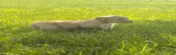 Golden Retriever dogs for sale: Bell - Ad 4