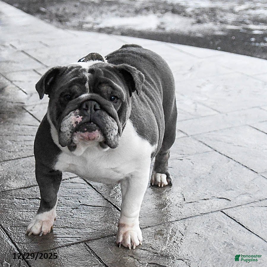 English Bulldog dogs Lexi  - Ad 2