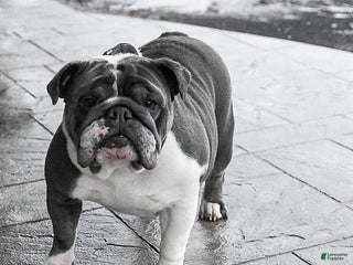 English Bulldog dogs Lexi - Ad 2