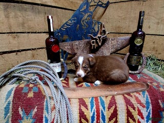 Border Collie dogs Border Collie Puppy 4 - Ad 31